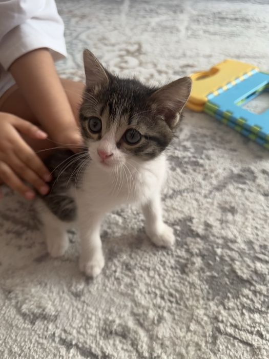 Котик 2 месяц.