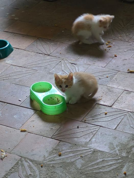 Отдам бесплатно котят