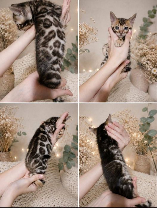 Котята бенгальские