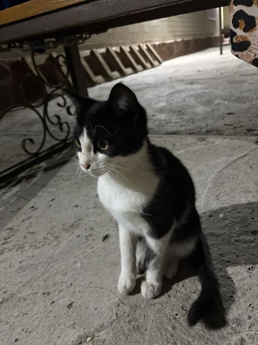 Ласковый котенок ищет дом