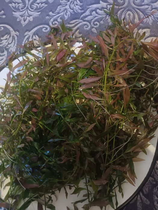 Аквариумные растения