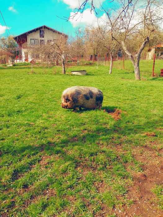 виетнамски прасета