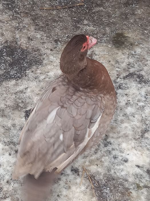 Vând rate mute ciocolatii