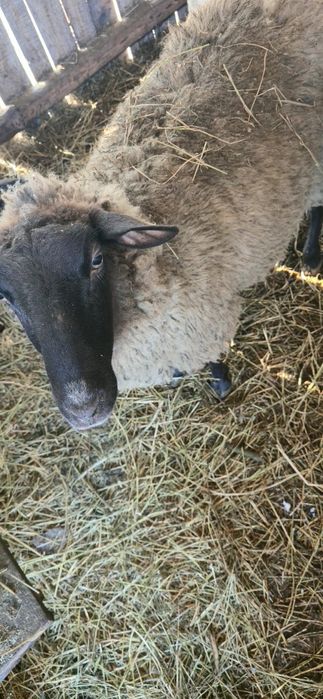 Oi sufolk 3 ani 2900 lei