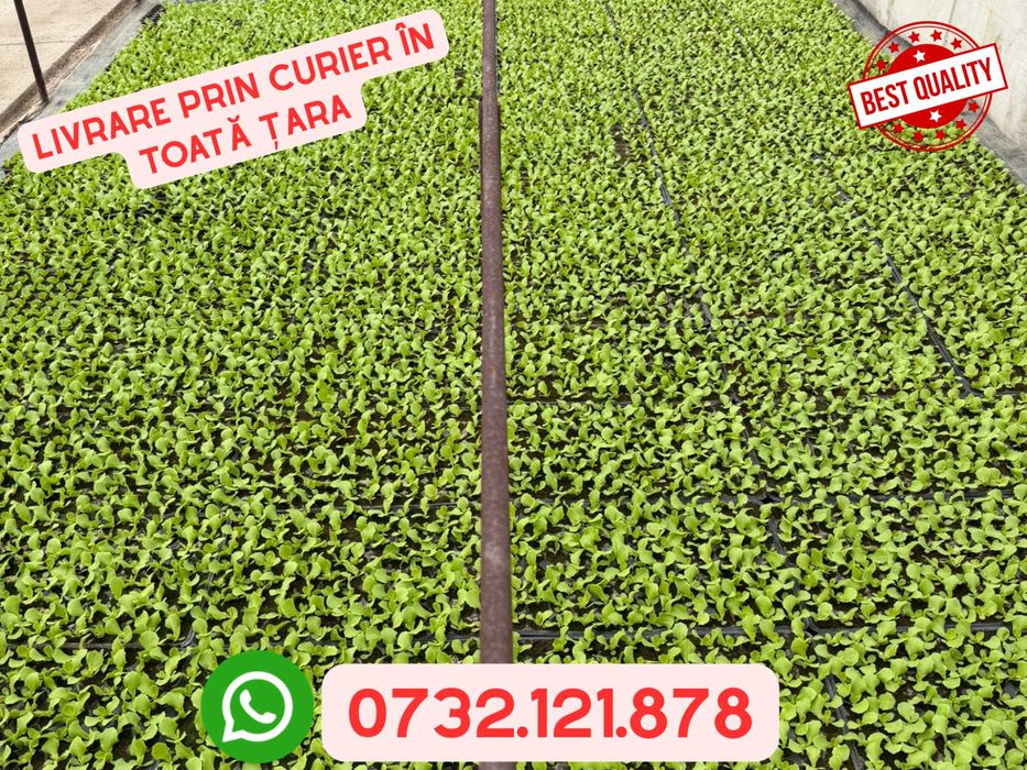 Răsad salată verde/creață verde/creață roșie - livrare prin curier