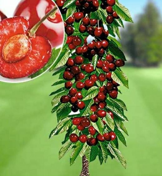 Pomi columnari anul 2/3/4 direct pe rod