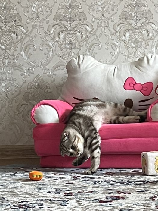 Британская кошкечка