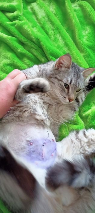 Стерилизованая милашка Китти