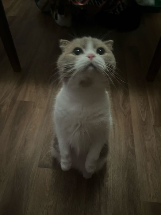 Передержка кошки и котов