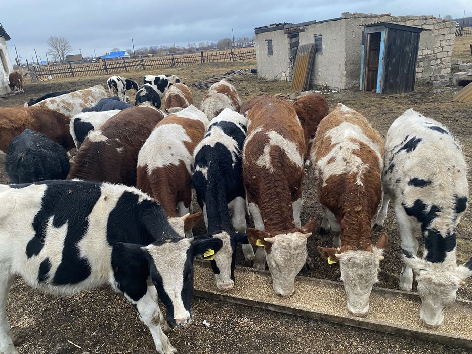 Продам бычков 22 головы