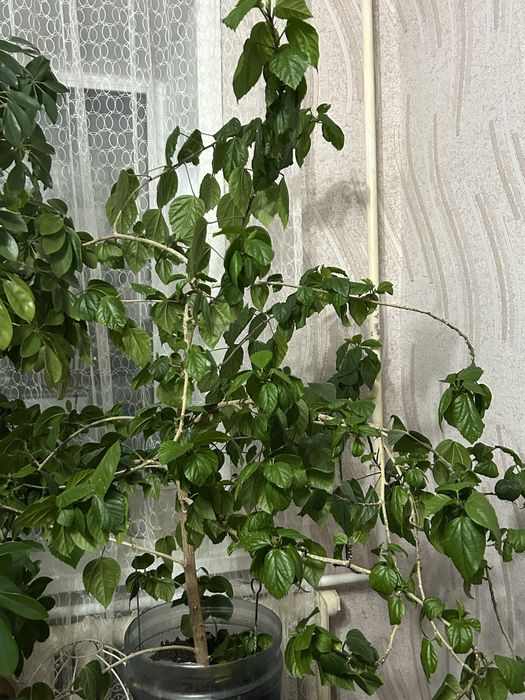 Продам шефлеру и розу