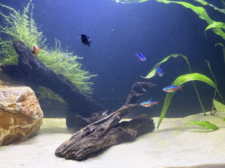 Аквариум с рыбками