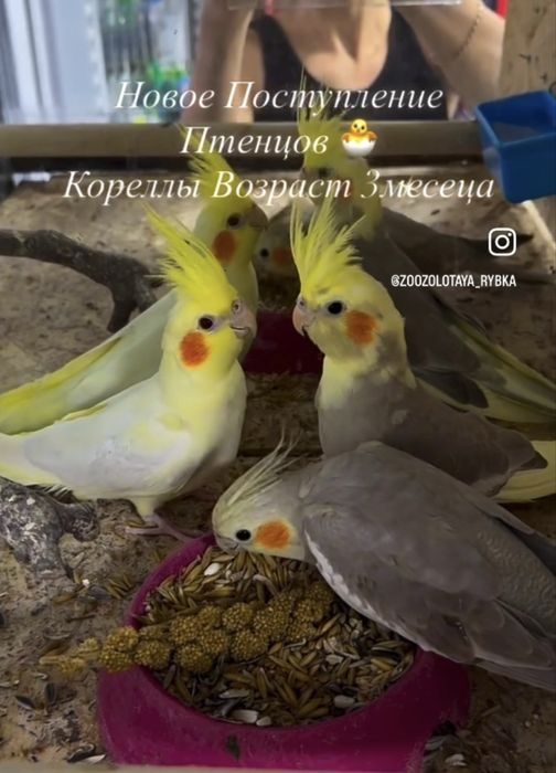 Кореллы Молодые Птенцы