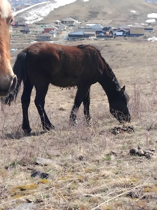 Ұрғашы тай сатылады