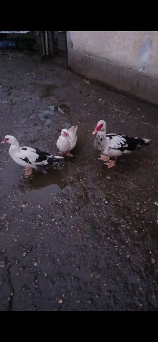 Vând  Familie Rațe LEȘEȘTI,  2025 ,Curtișoara, jud.Olt