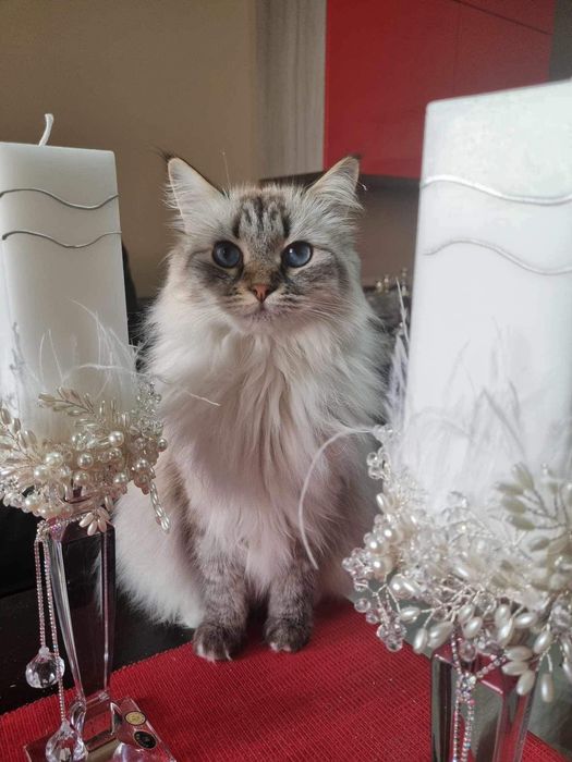 Lumânări de cununie pe suport de cristal de Bohemia