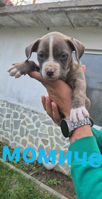 Малки чистокръвни сиви Питбули