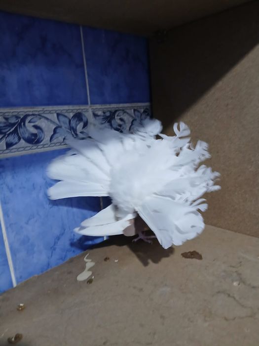 Продам самец павлин