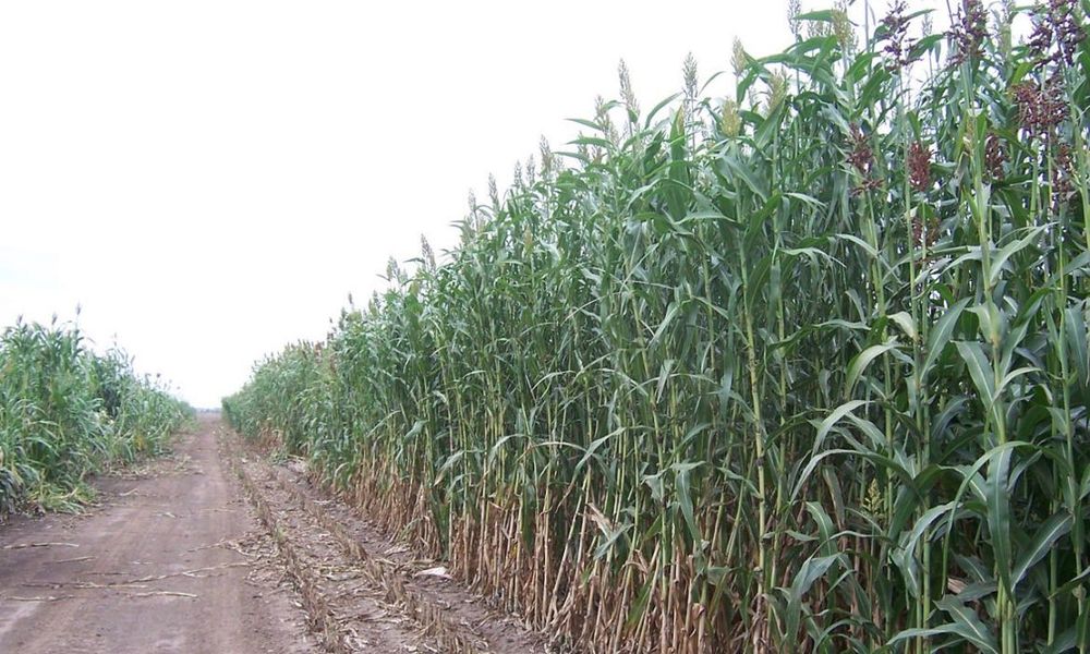 Samanta sorg de siloz/samanta sorg de sudan