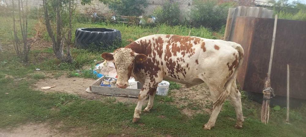 Продам КРС разных возрастов