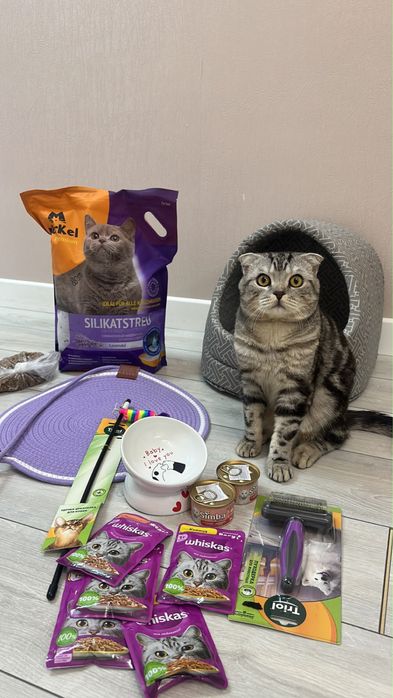 Продаём шотландский вислоухий котик