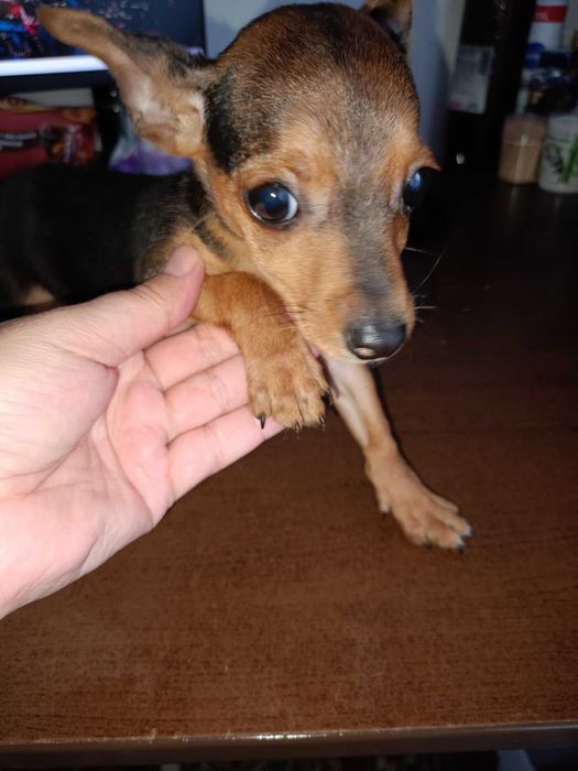 Мъжки мини пинчер