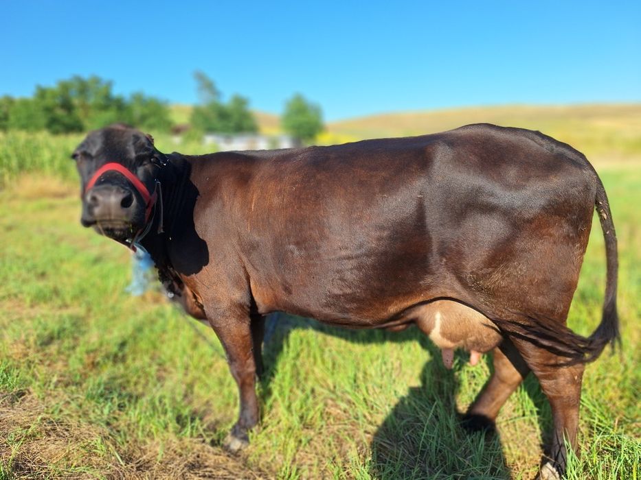 Vând vacă de lapte,la a treia fătare