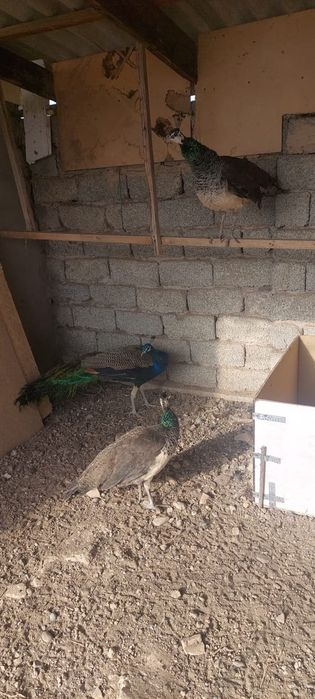 Жар  птица жар птица