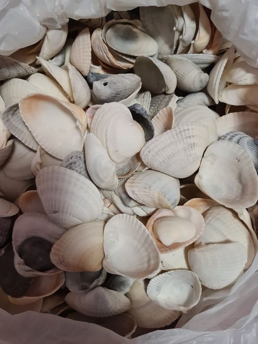 Ракушки ракушки продам