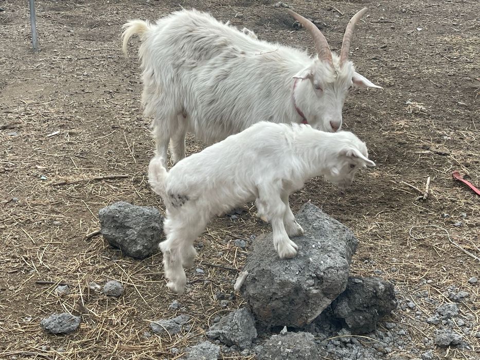 Срочно продам козу с козленком!