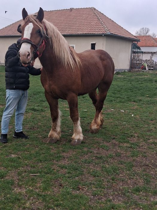 Harmasar  de vânzare de 4 ani