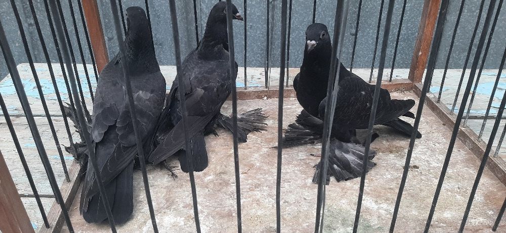В продаже голуби