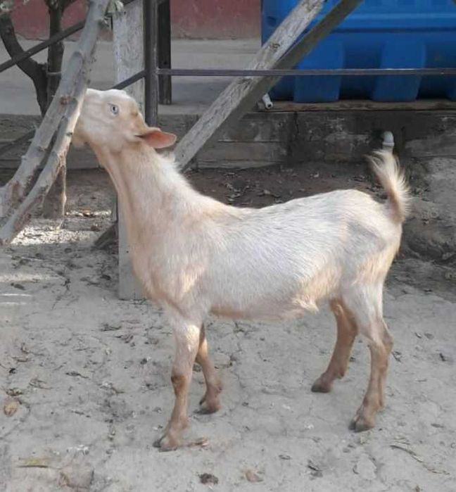 Rus,alpin echki bolalari sotiladi