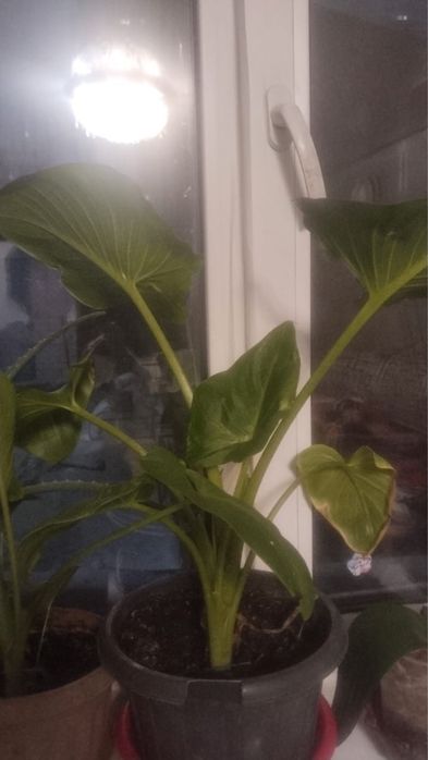 Домашние цветы разные