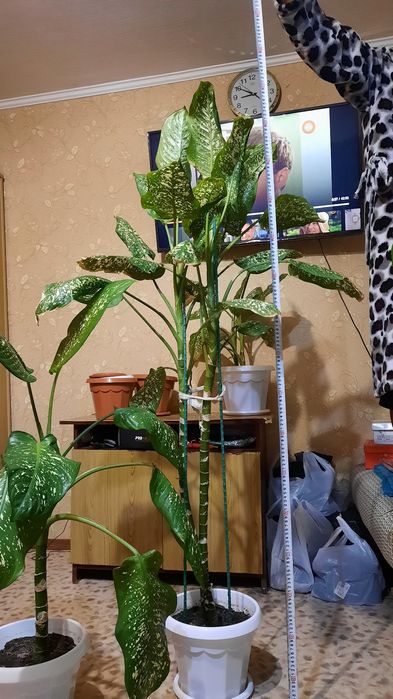 Продам драцену, алоэ, ирисы, розу.