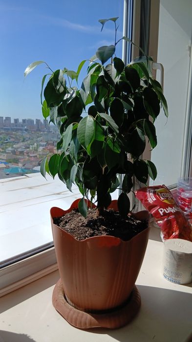 Продам цветы фикус бенджамина