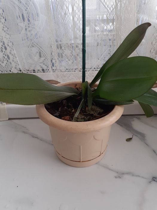 Продам комнатные растения, цветы.