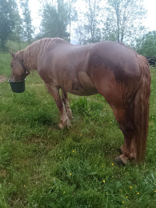 Vând iapă de 12 ani