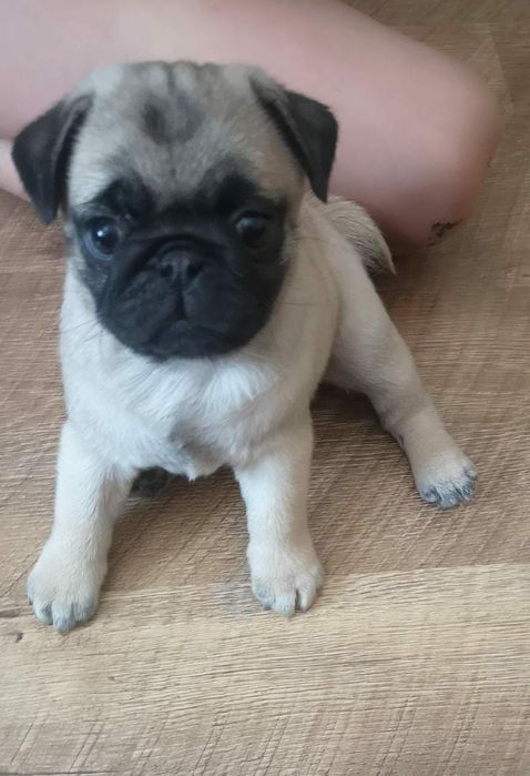 Продам щенков мопса