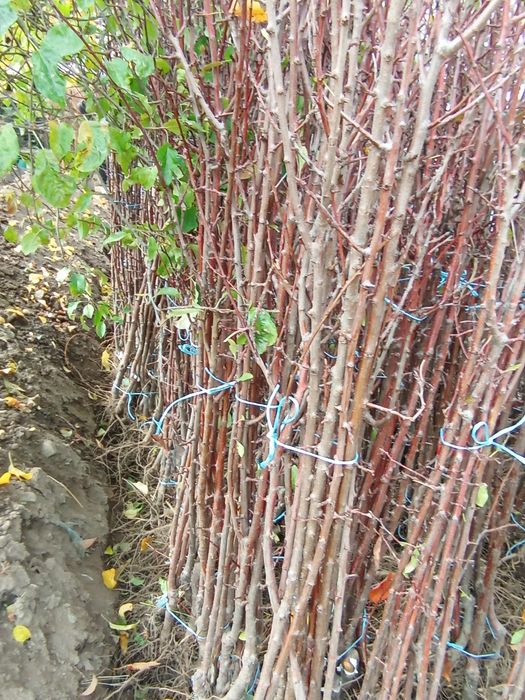 Овощни дървета разсад!