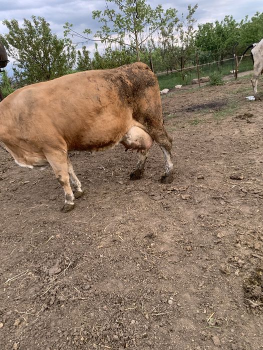 Vand vaca baltata