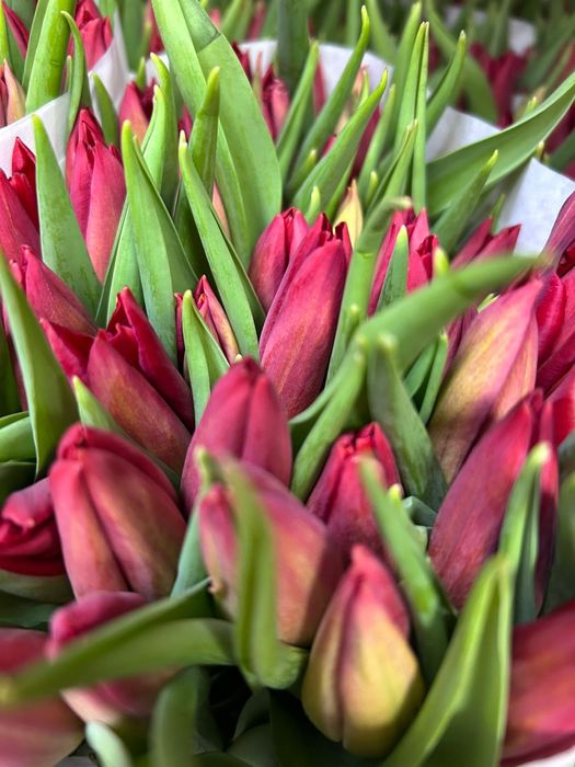 Тюльпаны Голландия