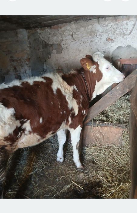 Vând juninca bălțată germana foarte buna blânda