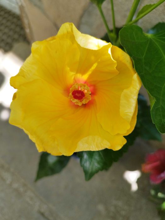 Китайски рози  различни цветове