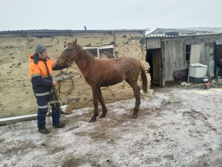 Тай сатамын жемде тұр