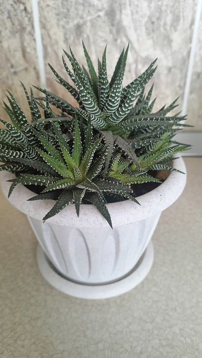 Комнатные цветы Фиалка, анториум, долларовое дерево, женское счастье,