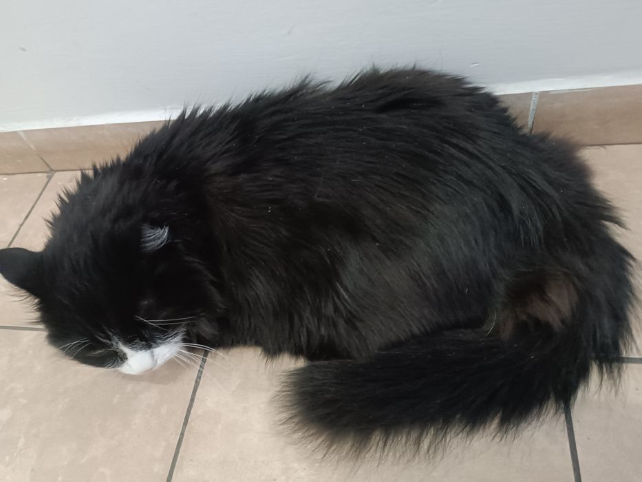 Отдам даром кошку