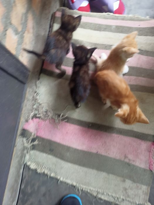 Отдам котят от крысоловки