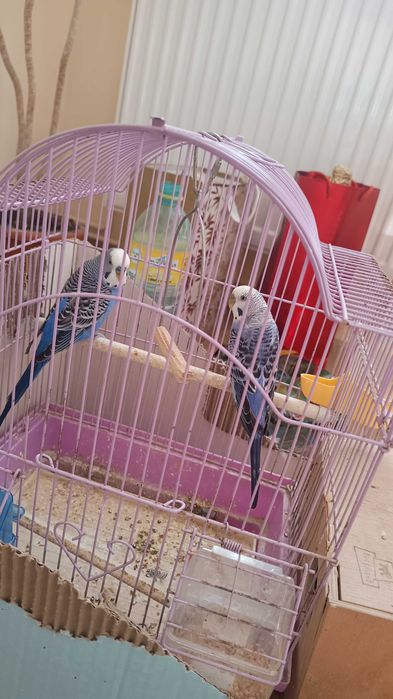 Vând o pereche de peruși