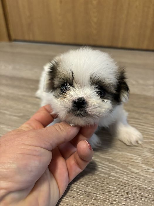 Шираниян - Ши Тцу- Померан